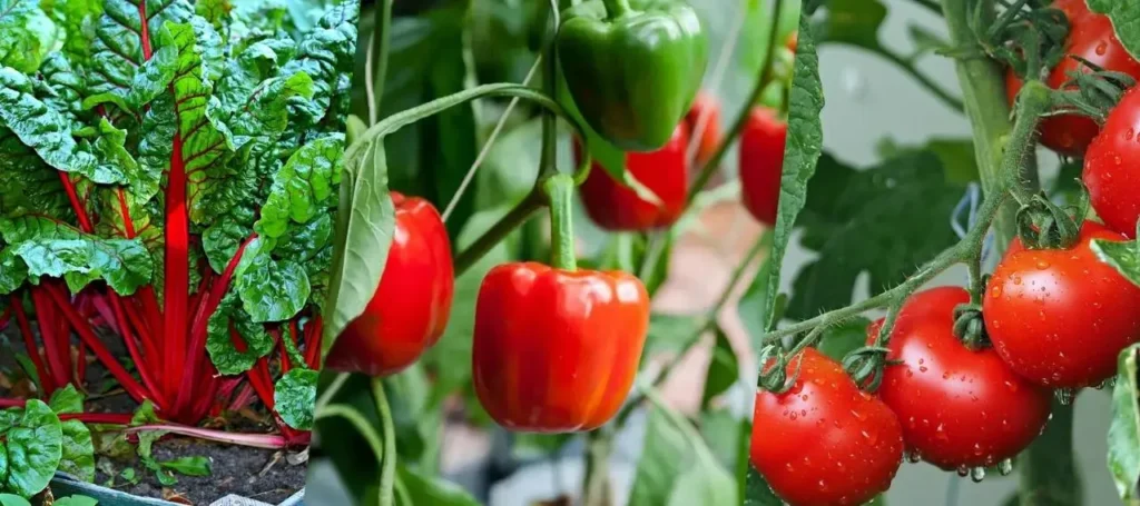 15 Easy Vegetables To Grow In Pots For Beginners